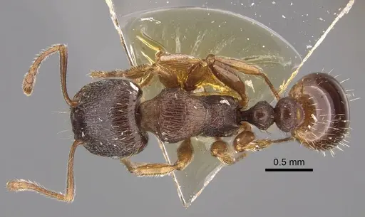 Tetramorium ferox - CASENT0917416