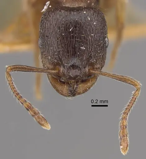 Tetramorium ferox - CASENT0917416