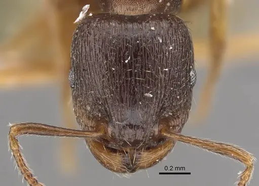 Tetramorium ferox - CASENT0917416