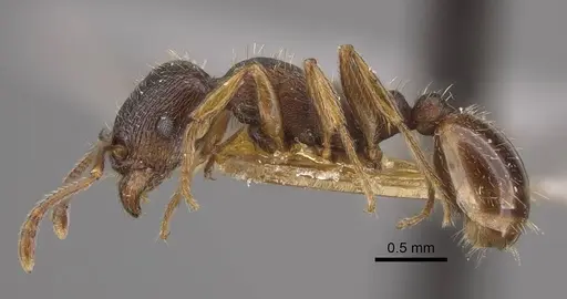 Tetramorium ferox - CASENT0917416