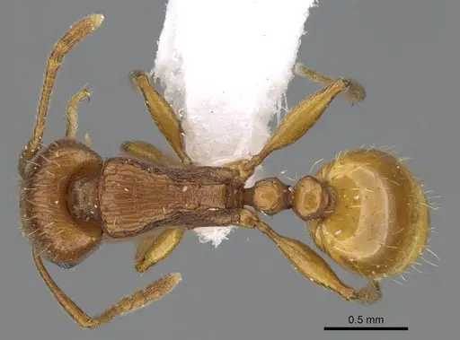 Tetramorium ferox - CASENT0922291