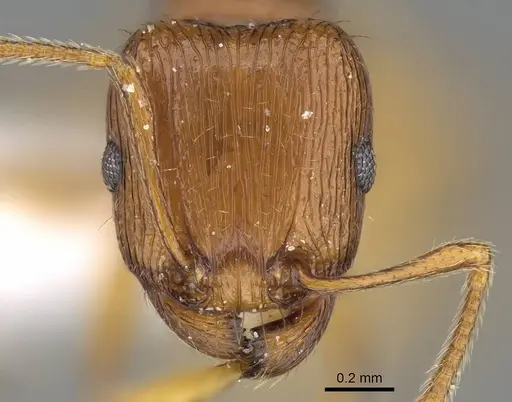 Tetramorium ferox - CASENT0922291