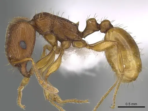 Tetramorium ferox - CASENT0922291