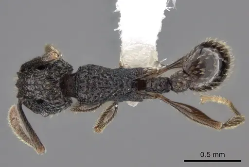 Tetramorium flabellum specimen