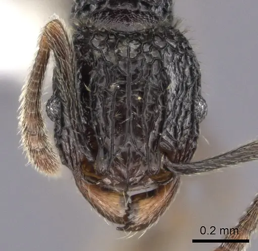 Tetramorium flabellum specimen