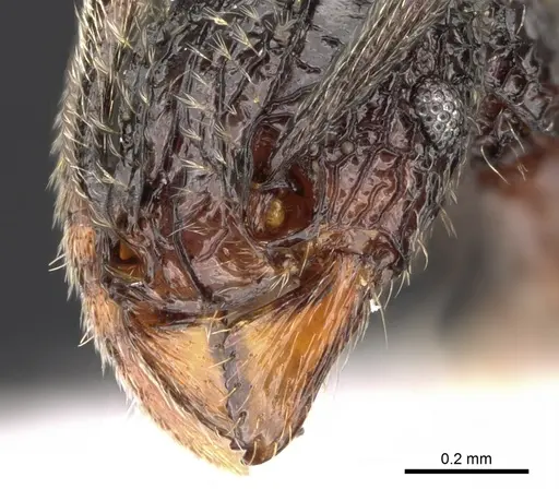 Tetramorium flabellum specimen