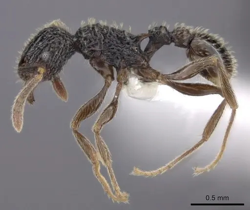 Tetramorium flabellum - CASENT0426048