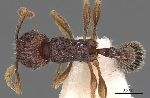 Tetramorium flabellum - CASENT0901201