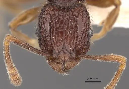 Tetramorium flabellum - CASENT0901201