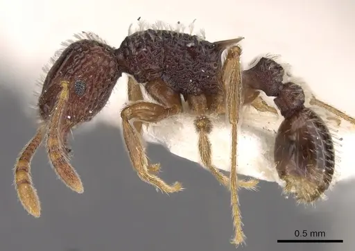 Tetramorium flabellum - CASENT0901201