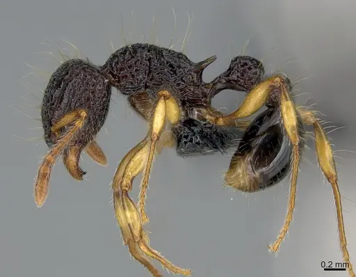 Tetramorium flagellatum specimen