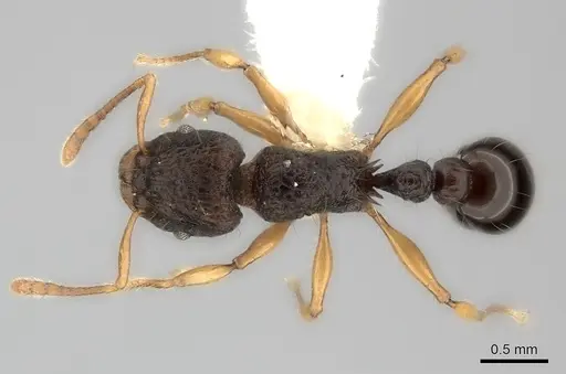Tetramorium flagellatum - CASENT0217967