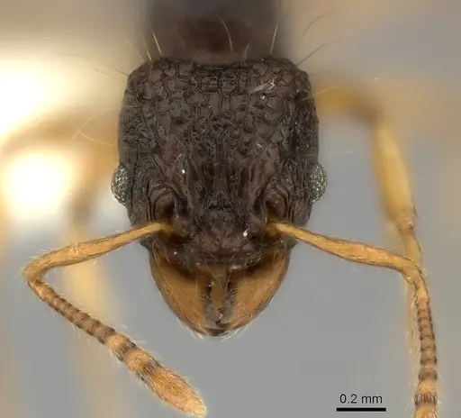 Tetramorium flagellatum - CASENT0217967