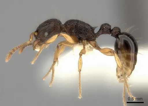 Tetramorium flagellatum - CASENT0217967