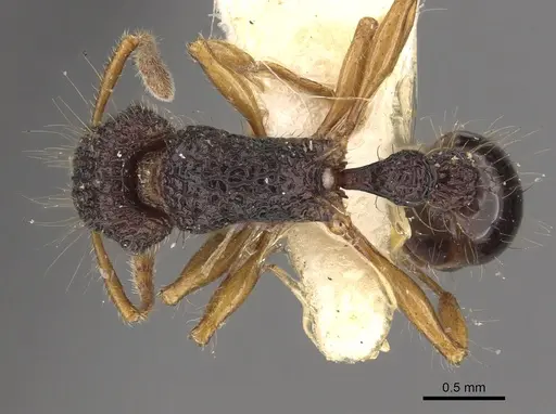 Tetramorium flagellatum - CASENT0901097