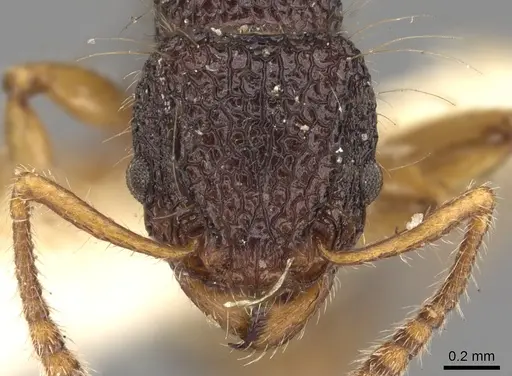 Tetramorium flagellatum - CASENT0901097