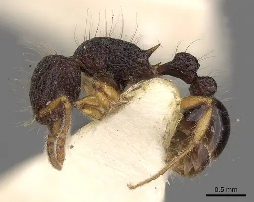 Tetramorium flagellatum - CASENT0901097