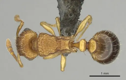 Tetramorium flaviceps specimen
