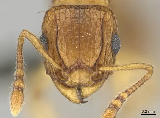 Tetramorium flaviceps specimen