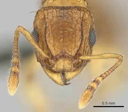 Tetramorium flaviceps specimen