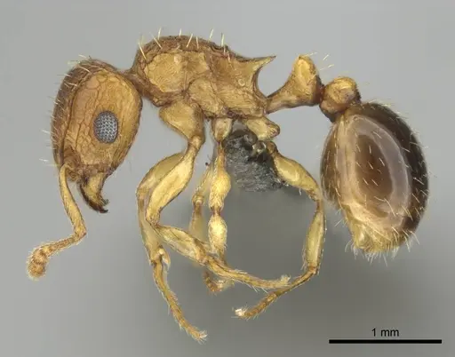 Tetramorium flaviceps - CASENT0257002