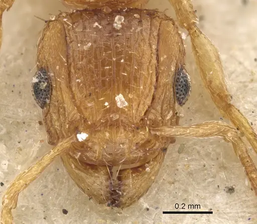 Tetramorium flaviceps - CASENT0901128