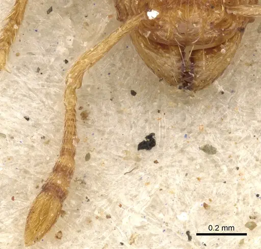 Tetramorium flaviceps - CASENT0901128