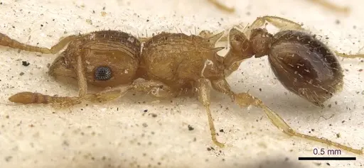 Tetramorium flaviceps - CASENT0901128