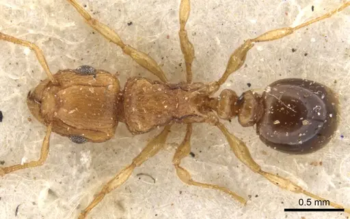 Tetramorium flaviceps - CASENT0901129