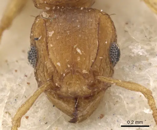 Tetramorium flaviceps - CASENT0901129