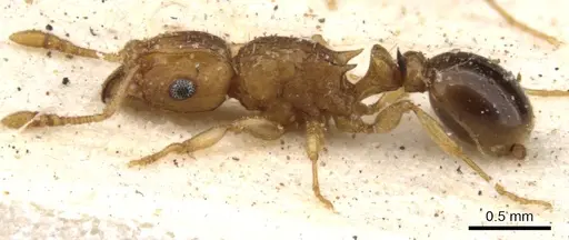 Tetramorium flaviceps - CASENT0901129