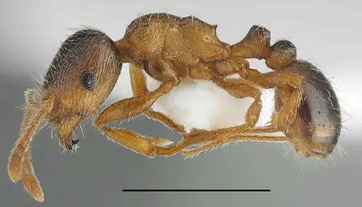 Tetramorium flavidulum specimen