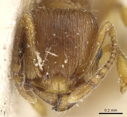 Tetramorium flavidulum - CASENT0904803