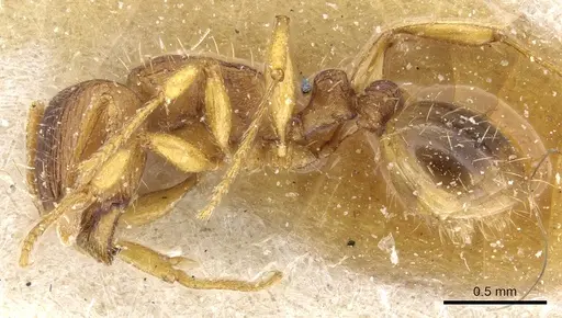 Tetramorium flavidulum - CASENT0904803