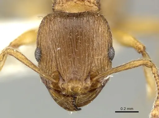 Tetramorium flavidulum - CASENT0906706