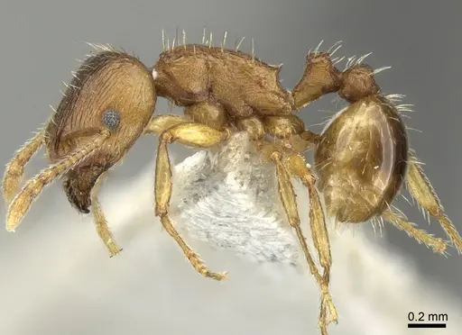 Tetramorium flavidulum - CASENT0906706