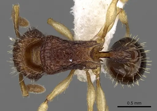 Tetramorium flavipes specimen