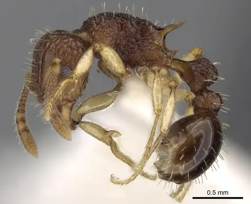 Tetramorium flavipes specimen