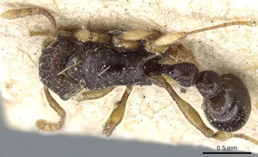 Tetramorium flavipes - CASENT0904799
