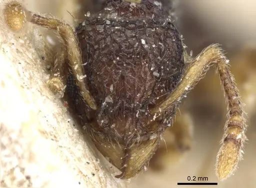Tetramorium flavipes - CASENT0904799