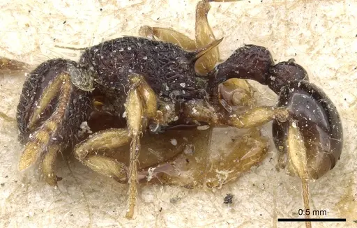Tetramorium flavipes - CASENT0904799