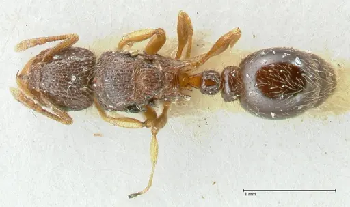 Tetramorium flavipes - FOCOL2108