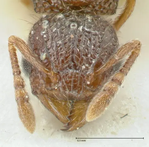 Tetramorium flavipes - FOCOL2108