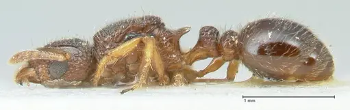 Tetramorium flavipes - FOCOL2108