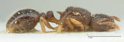 Tetramorium flavipes - FOCOL2108