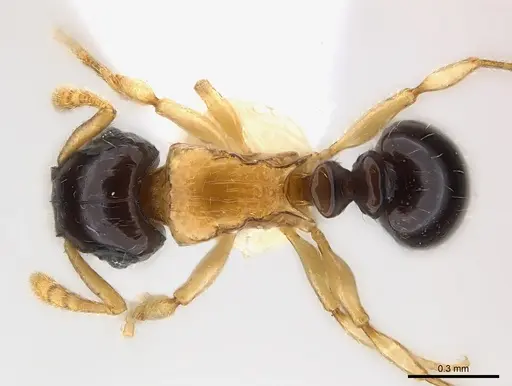 Tetramorium flavithorax specimen