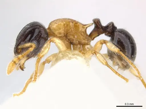 Tetramorium flavithorax specimen