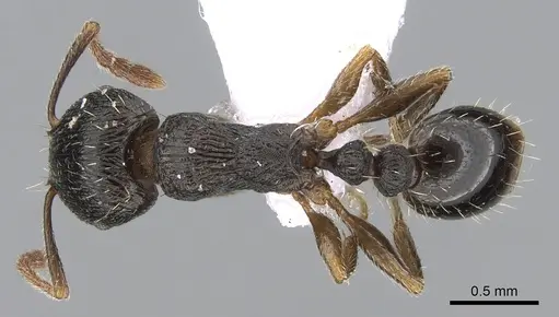 Tetramorium forte specimen