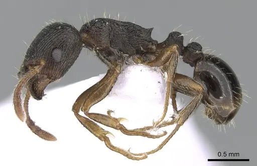 Tetramorium forte specimen