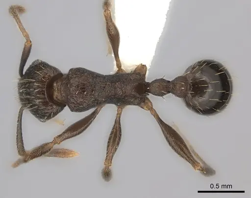 Tetramorium frenchi specimen